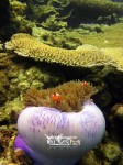 Karimunjawa Weekly Adventuring 31 Agustus-03 September 2012