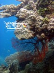 Karimunjawa Weekly Adventuring 07 - 10 Juni 2013