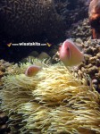 Karimunjawa Weekly Adventuring 18 - 21 Juni 2012