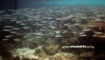 Karimunjawa Weekly Adventuring 07 - 09 September 2013