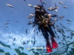 Karimunjawa Weekly Adventuring (Via KMP Siginjai) 28-30 Desember 2016