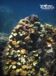 Karimunjawa Weekly Adventuring 03 - 05 Juni 2011