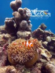 Karimunjawa Weekly Adventuring 11-14 Juni 2011