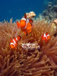 Karimunjawa Weekly Adventuring 14 - 17 Mei  2011