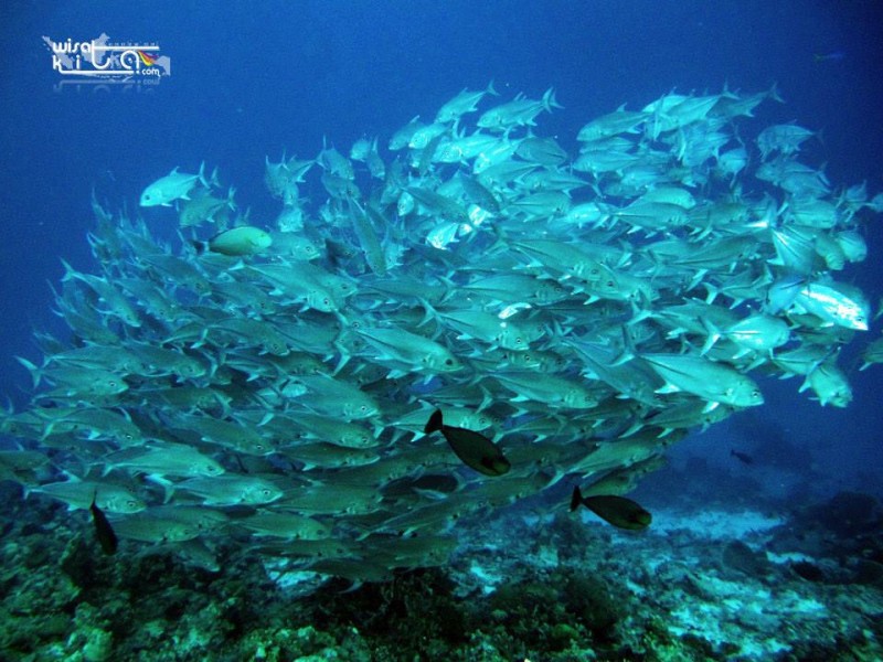 Wakatobi 