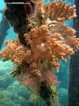 Karimunjawa Weekly Adventuring 14 - 16 Maret 2014