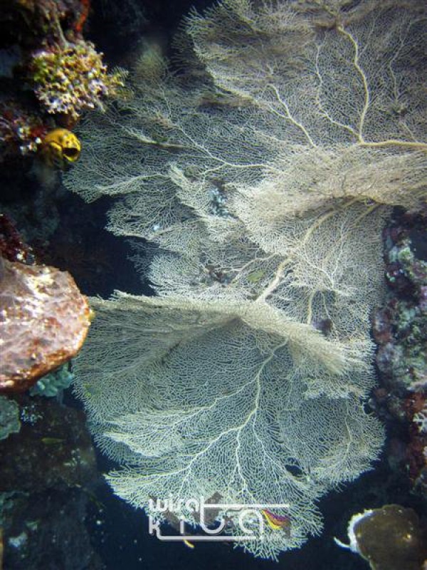 Menjangan bali