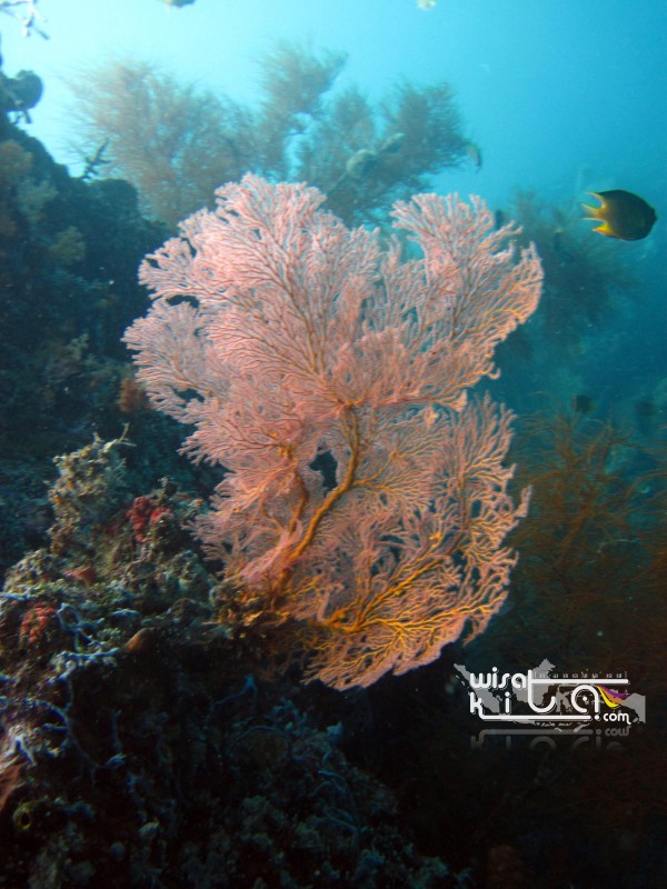 Gorgonian Menjangan Bali