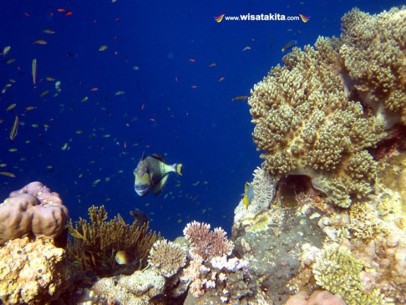 Tiger Fish Menjangan Bali