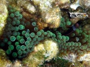 Nemo di pulau lengkuas bangka belitung