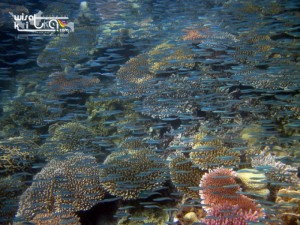 Ribuan ikan kecil di pulau lengkuas bangka belitung