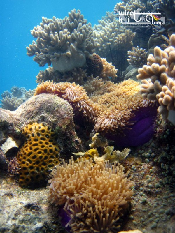 Rumah nemo di pulau lengkuas bangka belitung
