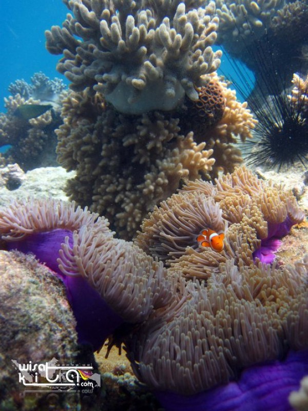 Nemo di pulau lengkuas bangka belitung