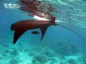 Manta pulau Sangalaki