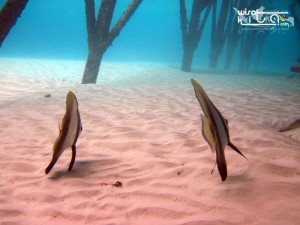 Ikan di bawah paradise resort maratua berau