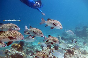 Derawan Island