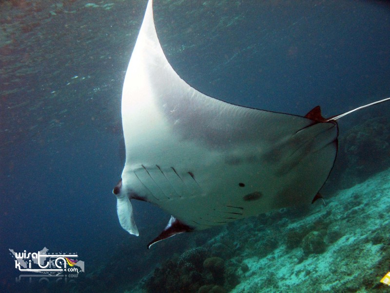 Manta pulau Sangalaki