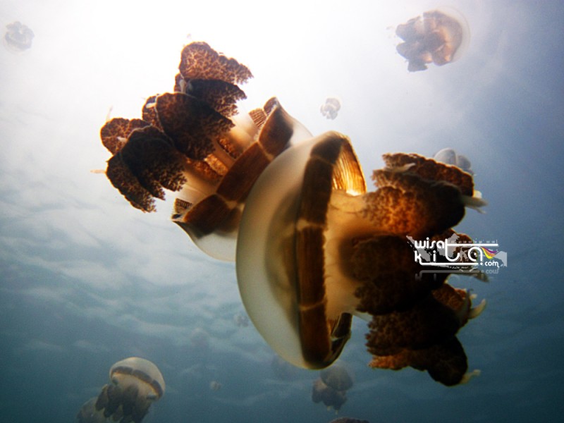 jellyfish kakaban island