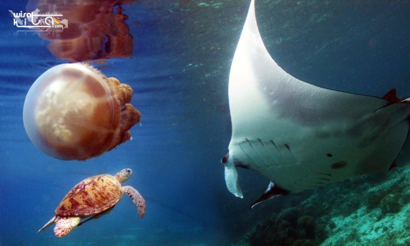 Derawan island