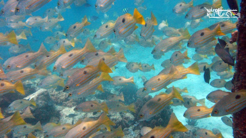 Derawan island