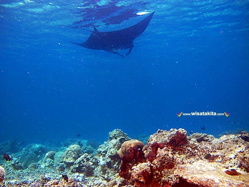 Manta Ray Sangalaki island 