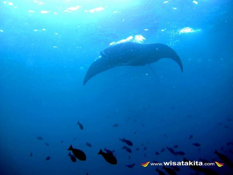 Manta ray sangalaki island indonesia