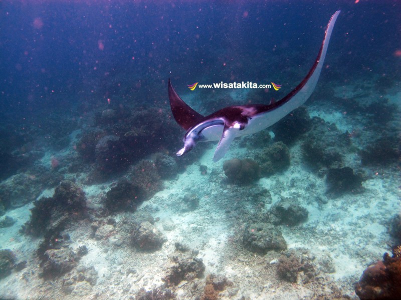 derawan Island