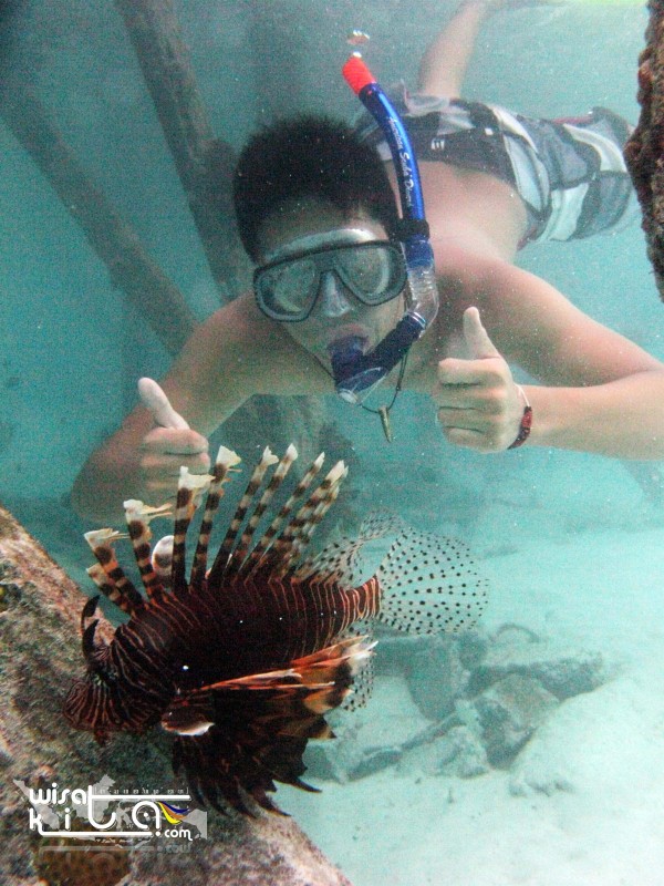 Berengan bersama lion fish pulau Maratua