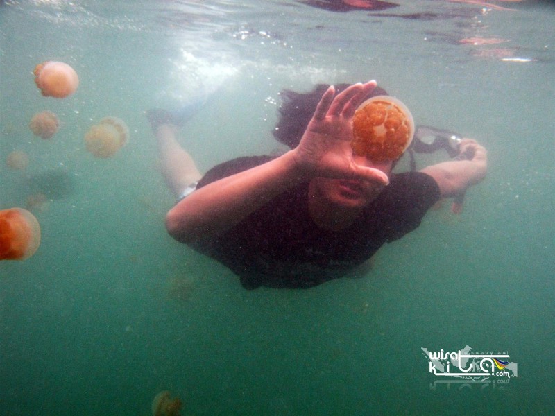 Berengan bersama ubur-ubur pulau Kakaban