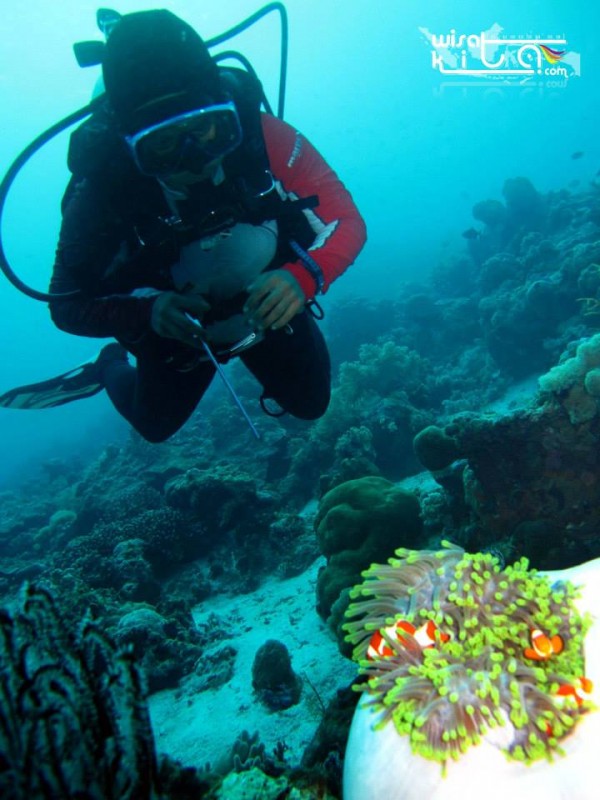 Diving dengan nemo di Wakatobi