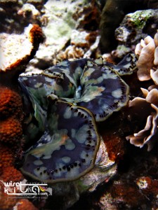 sea flower