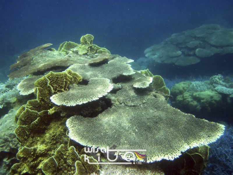 Kondisi Terumbu Karang Karimunjawa