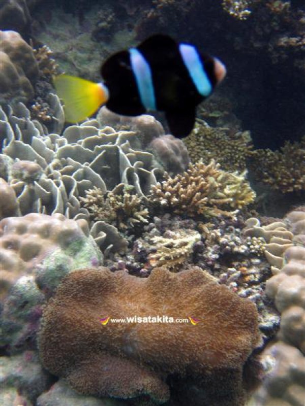 Nemo Karimunjawa