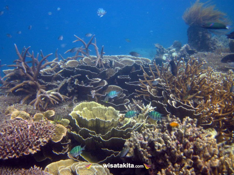 Hard Coral Karimunjawa