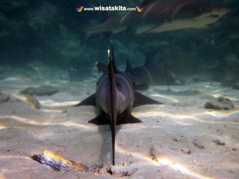 Penangkaran Hiu Karimunjawa