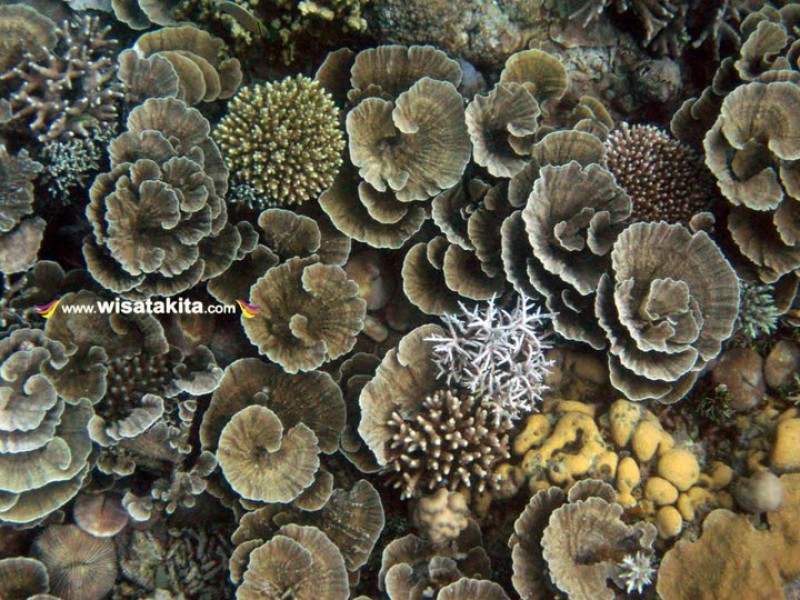 Hard Coral Karimunjawa