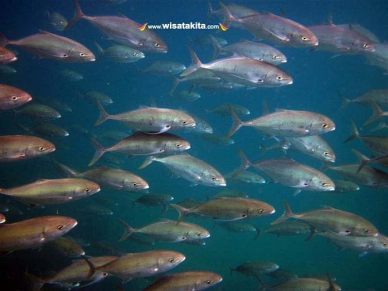 Gerombolan ikan di perairan Karimunjawa