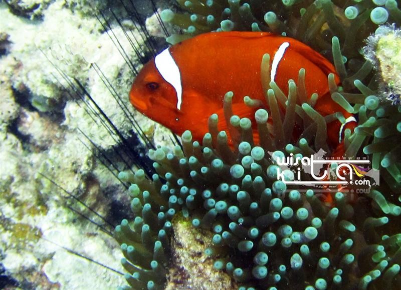 Nemo besar karimunjawa
