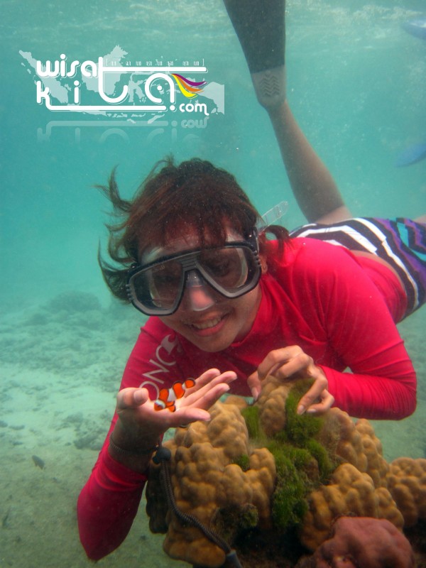 Membelai-belai ikan nemo di pulau Tengah Karimunjawa