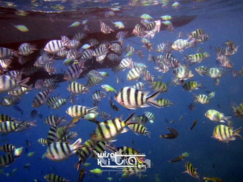 Ratusan ikan di pulau Menjangan Kecil Karimunjawa