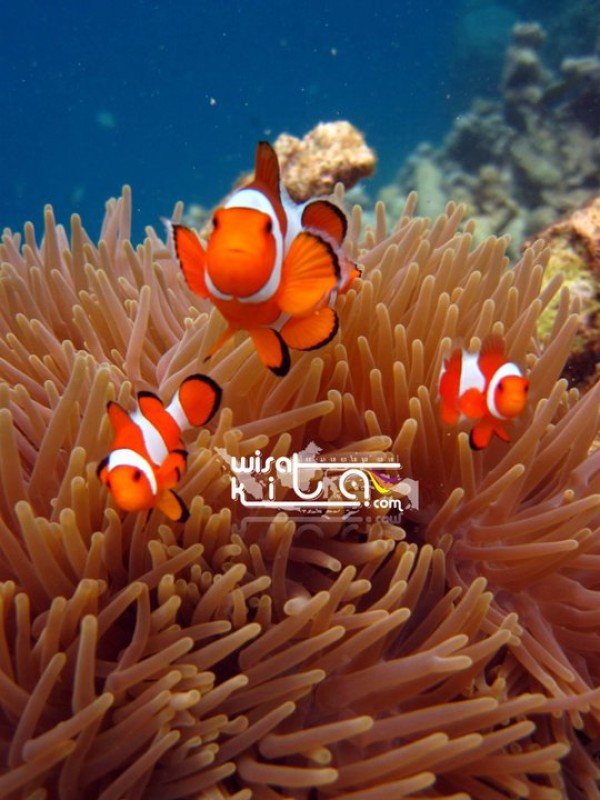 Ikan nemo narsis di pulau Seruni Karimunjawa