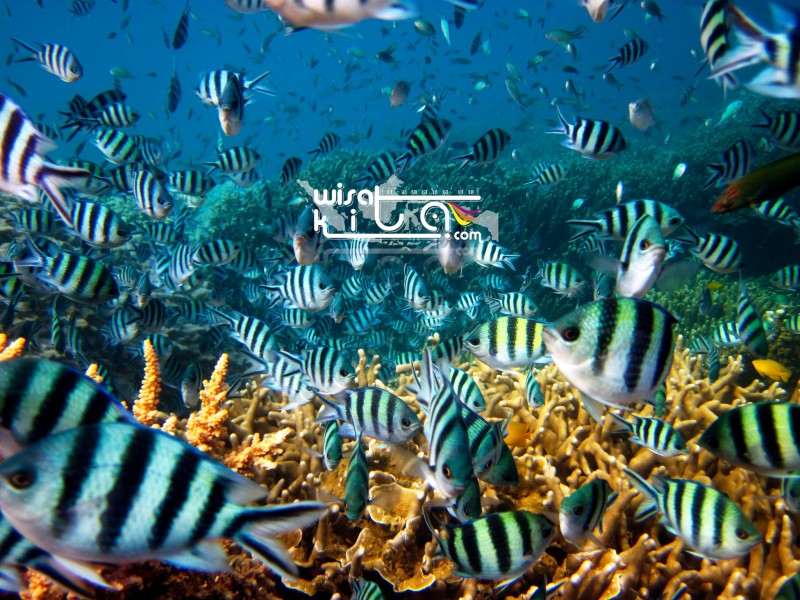 Ratusan Demselfish di Menjangan Kecil Karimunjawa
