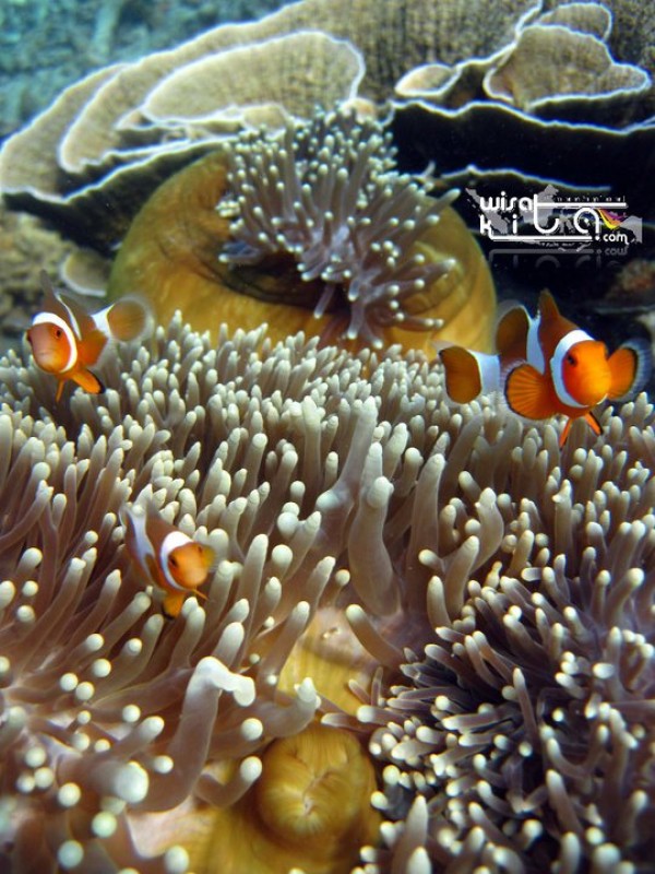 Nemo di pulau Kumbang Karimunjawa