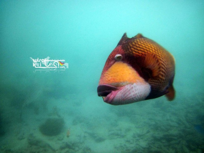 Tiger Fish Di Penangkaran Hiu Karimunjawa