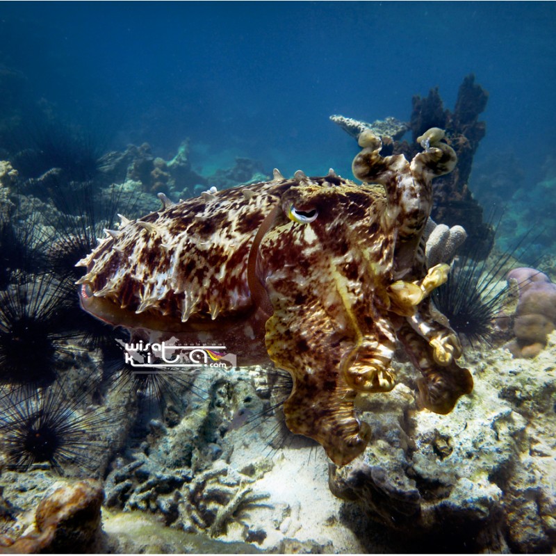 Cuttlefish(master menyamar)