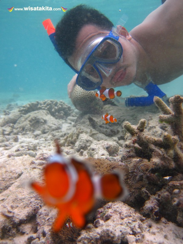 Foto sama nemo di pulau Tengah Karimunjawa