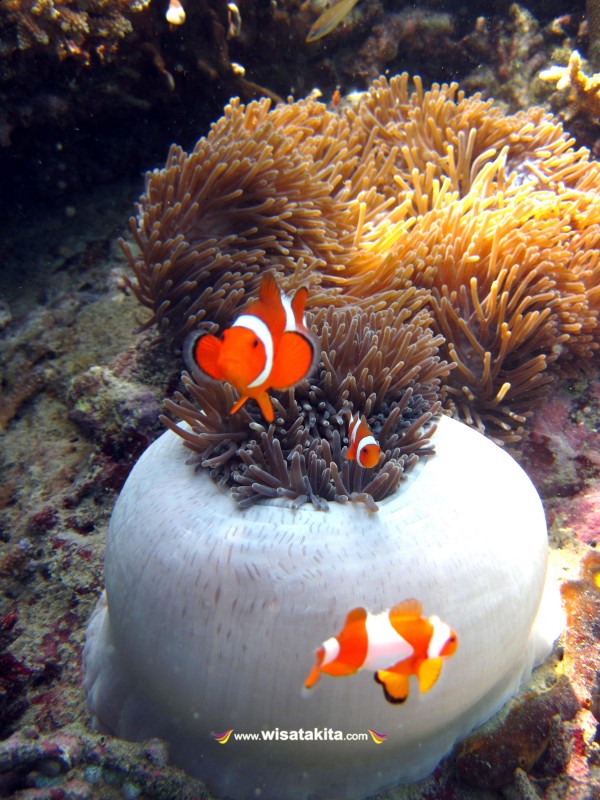 Nemo di Pulau Tengah Karimunjawa