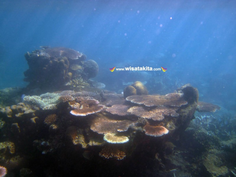 underwater karimunjawa