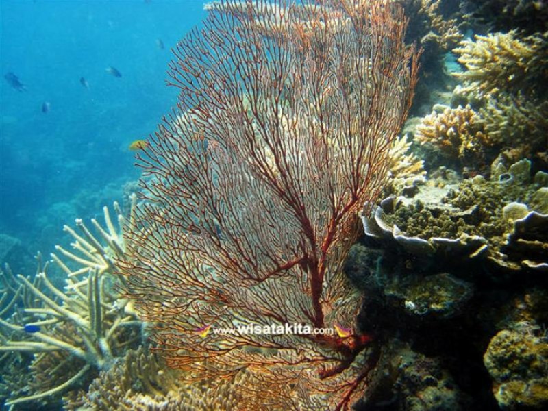 Gorgonian Karimunjawa