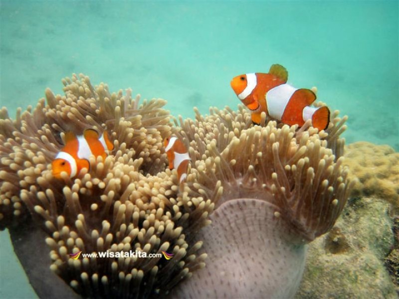 Nemo Karimunjawa